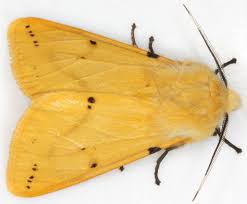 Attēlu rezultāti vaicājumam “Spilosoma lutea”