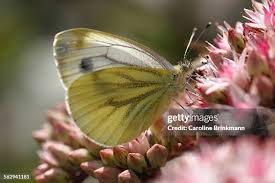Attēlu rezultāti vaicājumam “Pieris napi female”