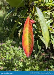 Attēlu rezultāti vaicājumam “Aesculus x neglecta”