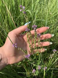 Attēlu rezultāti vaicājumam “Polygala comosa”