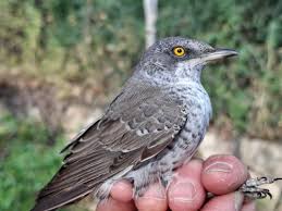 Attēlu rezultāti vaicājumam “Sylvia nisoria”