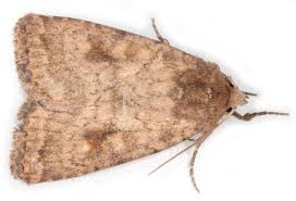 Attēlu rezultāti vaicājumam “Caradrina morpheus”