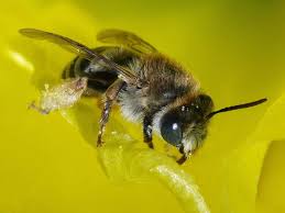 Attēlu rezultāti vaicājumam “Bilimbia tetramera”