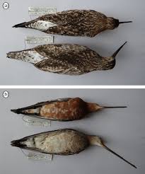 Attēlu rezultāti vaicājumam “Limosa lapponica adult”
