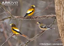 Image result for Hesperiphona vespertina