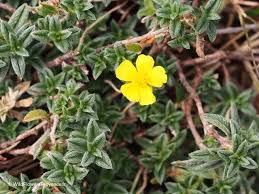 Attēlu rezultāti vaicājumam “Helianthemum x hybridum flower”