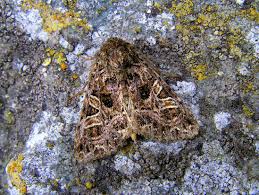 Attēlu rezultāti vaicājumam “Hadena rivularis”