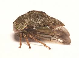 Attēlu rezultāti vaicājumam “Membracidae”