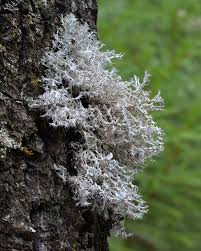 Attēlu rezultāti vaicājumam “Anaptychia ciliaris”