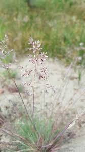 Attēlu rezultāti vaicājumam “Corynephorus canescens fruit”