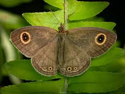 Attēlu rezultāti vaicājumam “Coenonympha pamphilus upperside”