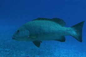 Image result for Lutjanus cyanopterus