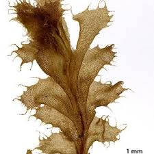 Attēlu rezultāti vaicājumam “Eurhynchium angustirete sporophyte”