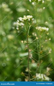 Attēlu rezultāti vaicājumam “Capsella bursa-pastoris bud”