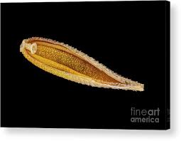 Attēlu rezultāti vaicājumam “Cynosurus cristatus”