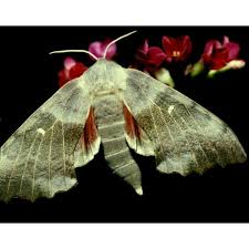 Attēlu rezultāti vaicājumam “Laothoe populi larva”