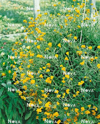 Image result for Helichrysum subulifolium