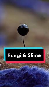 Attēlu rezultāti vaicājumam “Comatricha fragilis macro”