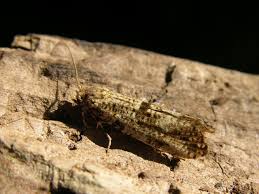 Attēlu rezultāti vaicājumam “Morophaga choragella”