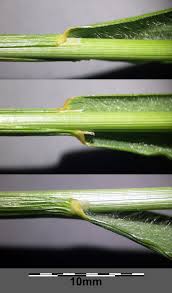 Attēlu rezultāti vaicājumam “Trisetum flavescens”