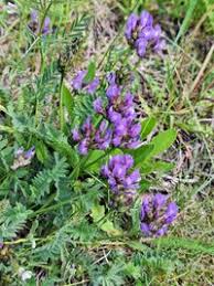 Attēlu rezultāti vaicājumam “Astragalus danicus”