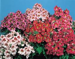 Image result for Schizanthus