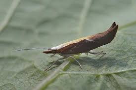 Attēlu rezultāti vaicājumam “Ypsolophidae”