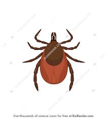 Attēlu rezultāti vaicājumam “Ixodes female”