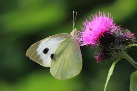 Attēlu rezultāti vaicājumam “Pieris brassicae female”