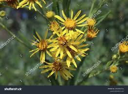 Attēlu rezultāti vaicājumam “Jacobaea paludosa leaf”