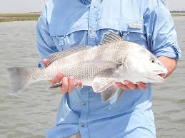 Image result for Pogonias cromis