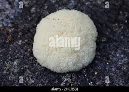 Attēlu rezultāti vaicājumam “Amaurochaete sp.”