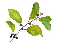 Attēlu rezultāti vaicājumam “Frangula alnus fruit”