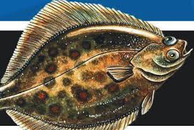 Image result for Platichthys flesus