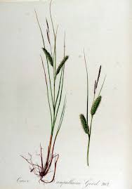 Attēlu rezultāti vaicājumam “Carex rostrata”