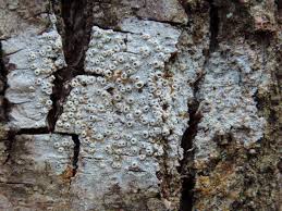 Attēlu rezultāti vaicājumam “Thelotrema lepadinum”