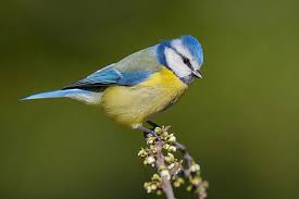 Attēlu rezultāti vaicājumam “Cyanistes caeruleus adult”