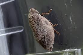 Attēlu rezultāti vaicājumam “Lepyronia coleoptrata”