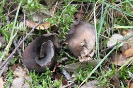 Attēlu rezultāti vaicājumam “Otidea bufonia”