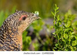 Attēlu rezultāti vaicājumam “Tetrao urogallus female”