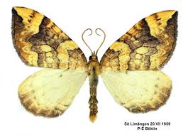 Attēlu rezultāti vaicājumam “Eulithis populata”