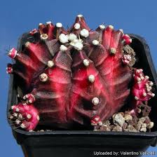 Image result for Gymnocalycium