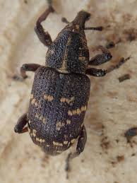 Attēlu rezultāti vaicājumam “Hylobius pinastri”