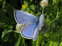 Attēlu rezultāti vaicājumam “Polyommatinae”