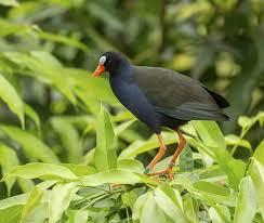 Image result for Porphyrio alleni