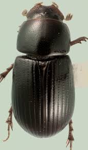 Attēlu rezultāti vaicājumam “Aphodius subterraneus”