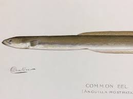 Image result for Anguilla rostrata