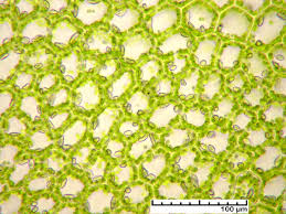 Attēlu rezultāti vaicājumam “Chiloscyphus polyanthos”