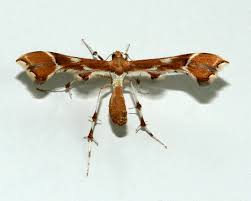 Attēlu rezultāti vaicājumam “Cnaemidophorus rhododactyla”