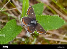 Attēlu rezultāti vaicājumam “Aricia artaxerxes  female”